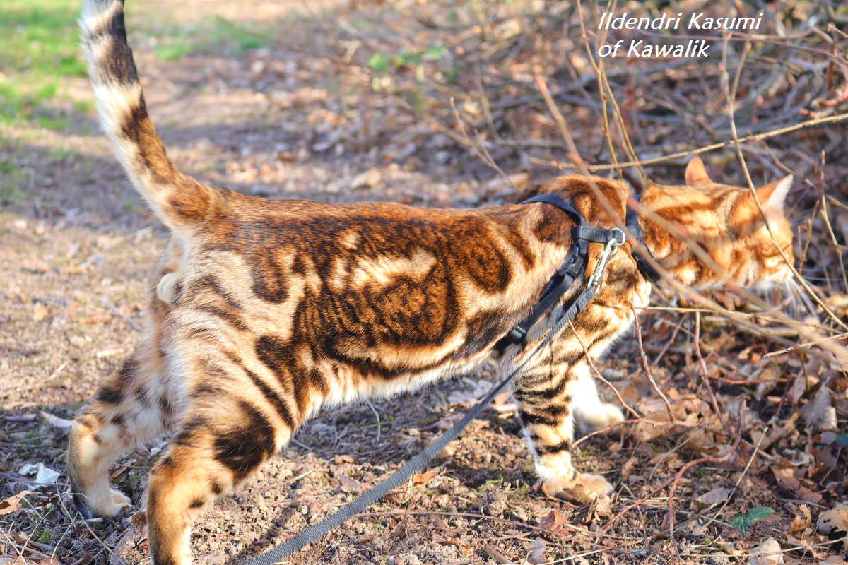 bengal marbled